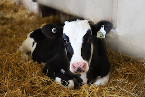 traceability-calf