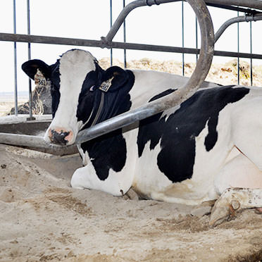 Une vache dans une étable