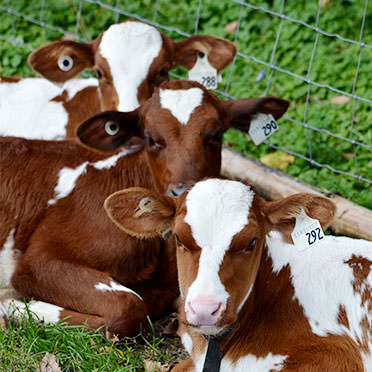 Des vaches sur un champ