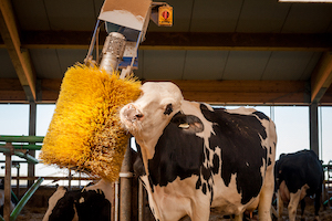 animal-care-cow-brush